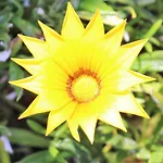 Lovely Sunny-house *