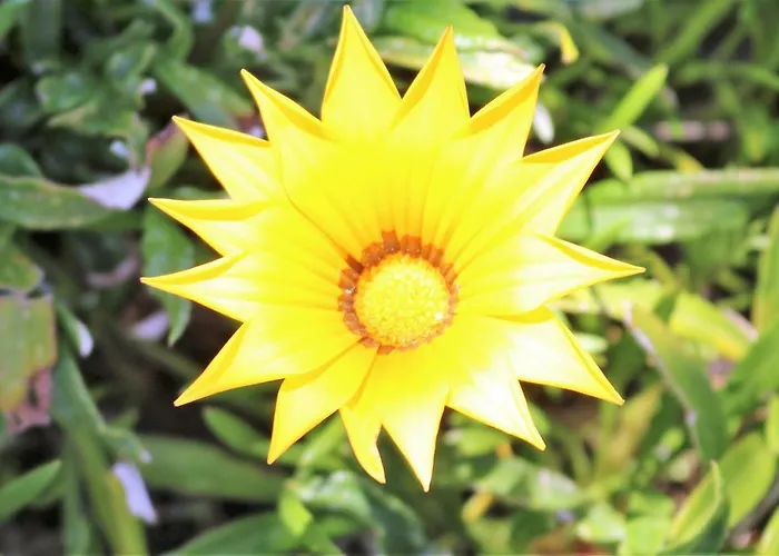 Lovely Sunny-house *